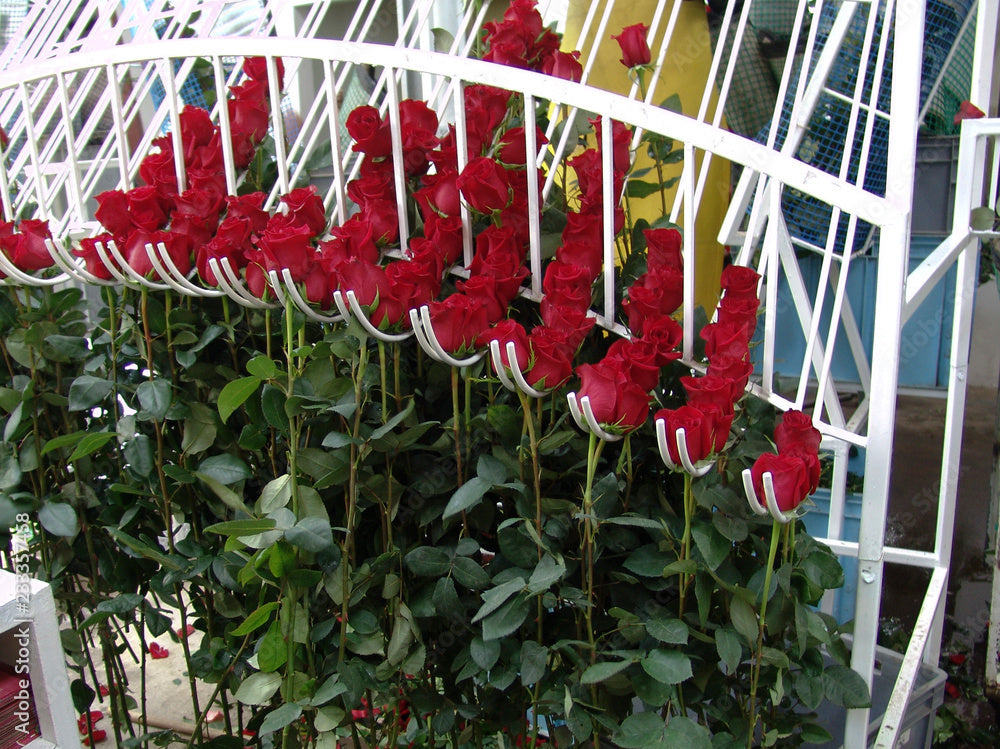 Die Schönheit von Ecuador: Warum Ecuadorianische Rosen die Beste Wahl sind